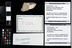 Foto (Objekt + Etikett) von Mundopsidae indet.  (NHMW-GEO-2014-0194-0222)